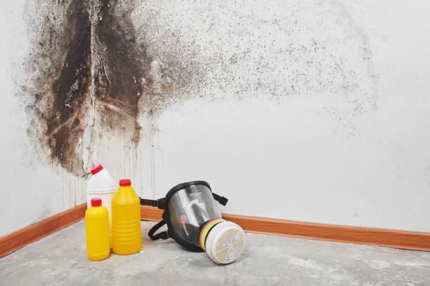 Best Office Mold Removal Services  in Burkburnett, TX