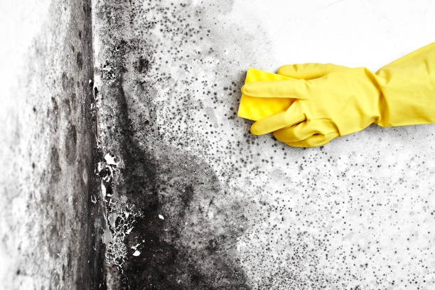 Best Water Damage Restoration  in Burkburnett, TX