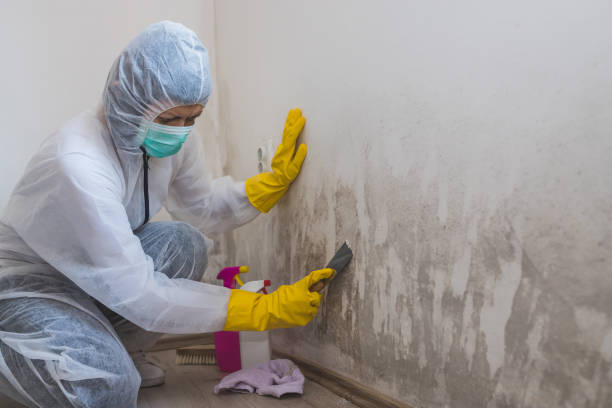 Best Crawl Space Mold Removal  in Burkburnett, TX
