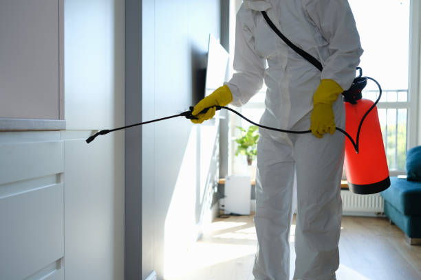 Best Black Mold Removal  in Burkburnett, TX