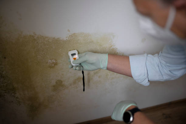 Professional Mold Removal in Burkburnett, TX