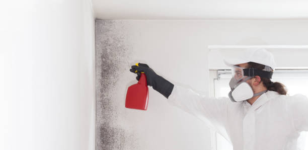 Mold Removal and Inspection in Burkburnett, TX