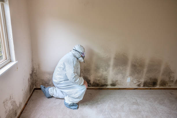 Best Same-Day Mold Removal  in Burkburnett, TX