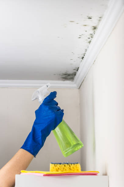 Best Emergency Mold Removal  in Burkburnett, TX